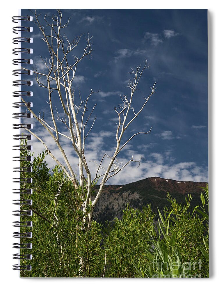 Sky Spiral Notebook featuring the photograph The Lonely Aspen by Brandon Bonafede