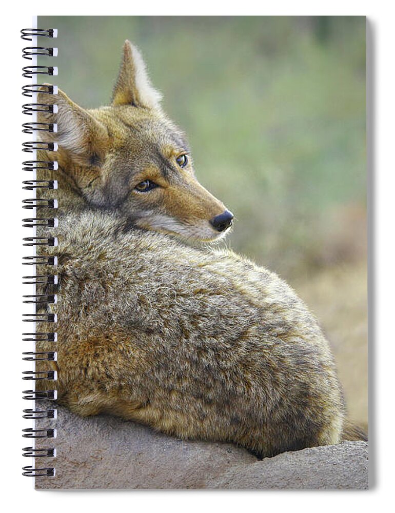 Coyote Spiral Notebook featuring the photograph The Look Back by Elaine Malott
