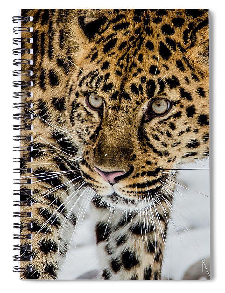 Amur Leopard Spiral Notebook featuring the photograph The Look by Teresa Wilson