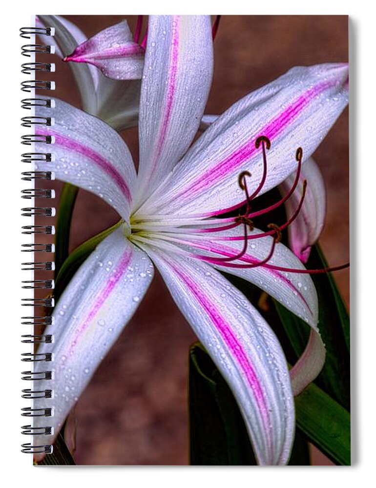 #dianamarysharptonphotography Spiral Notebook featuring the photograph The Milk of Hera by Diana Mary Sharpton