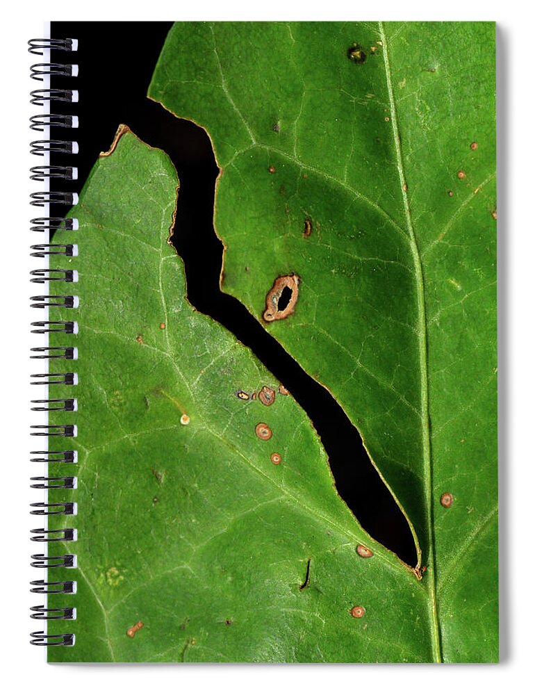 Ivy Spiral Notebook featuring the photograph The Missing Gardener by Donna Blackhall