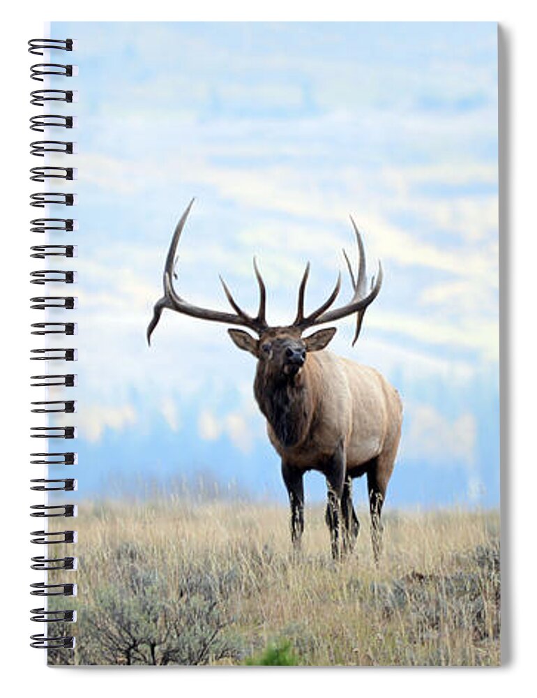 Rocky Mountain Elk Spiral Notebook featuring the photograph The Monarch by Whispering Peaks Photography