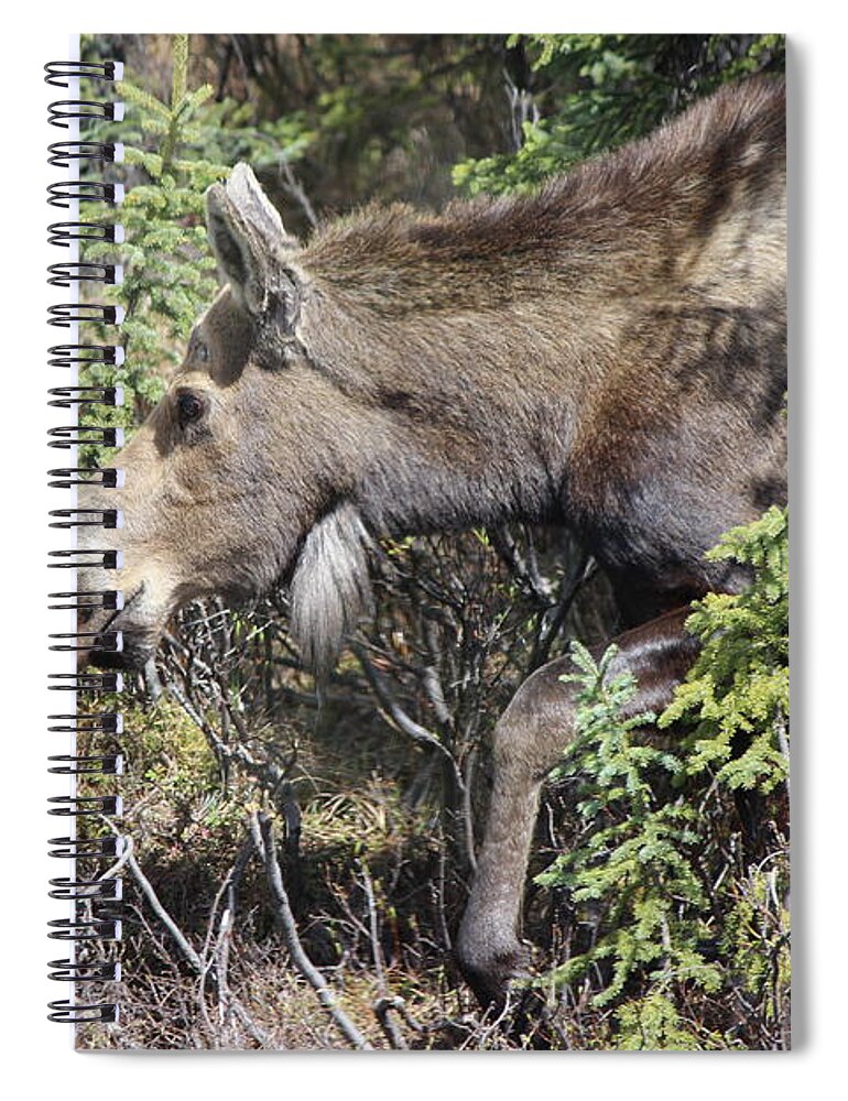 Moose Spiral Notebook featuring the photograph The Moose by John Mathews