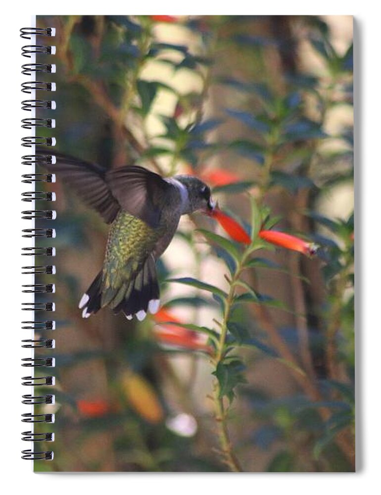 Hummingbird Spiral Notebook featuring the photograph The Morning Whisper by Living Color Photography Lorraine Lynch