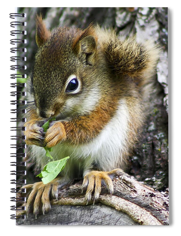 Animal Spiral Notebook featuring the photograph The Most Adorable Baby Squirrel by Teresa Zieba