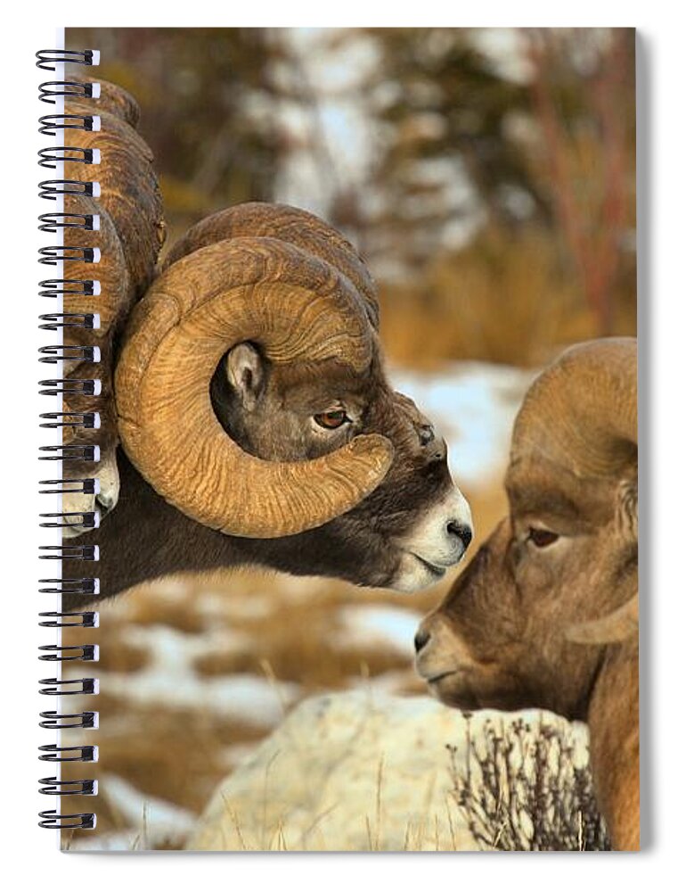 Bighorn Sheep Spiral Notebook featuring the photograph The Odd Man Out by Adam Jewell