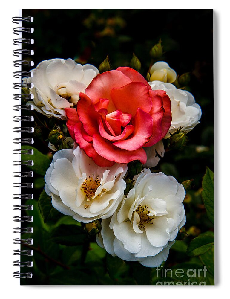 Rose Spiral Notebook featuring the photograph The Odd One by Robert Bales