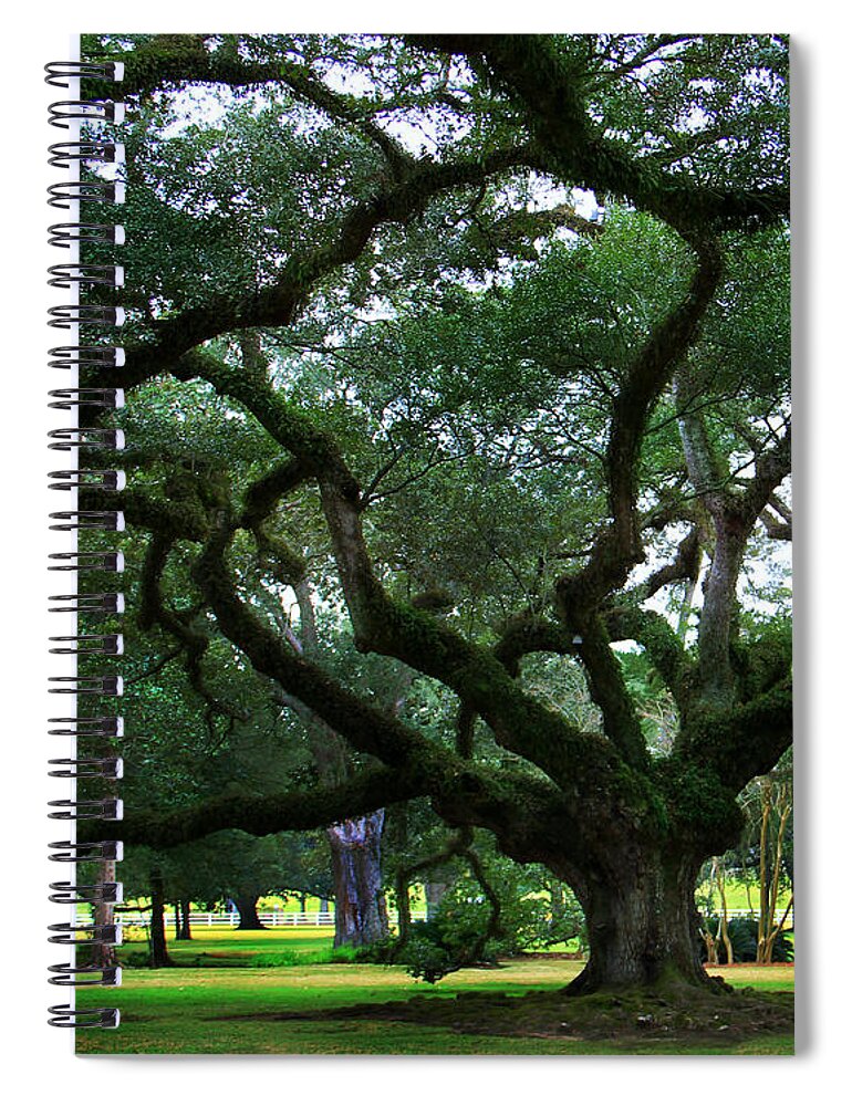 Oak Alley Spiral Notebook featuring the photograph The Old Oak by Perry Webster