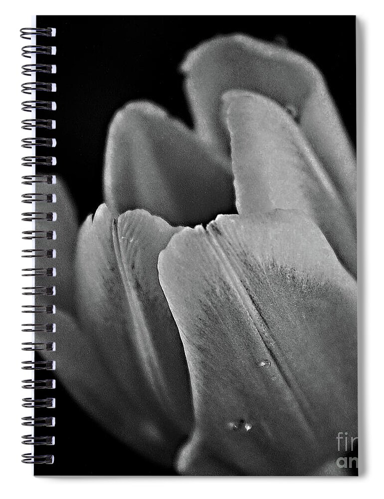 Tulip Spiral Notebook featuring the photograph The Opening in Black and White by Sherry Hallemeier