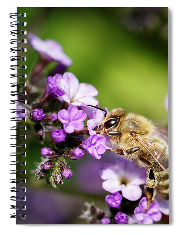 Bee Spiral Notebook featuring the photograph The Pollinator by Rick Deacon