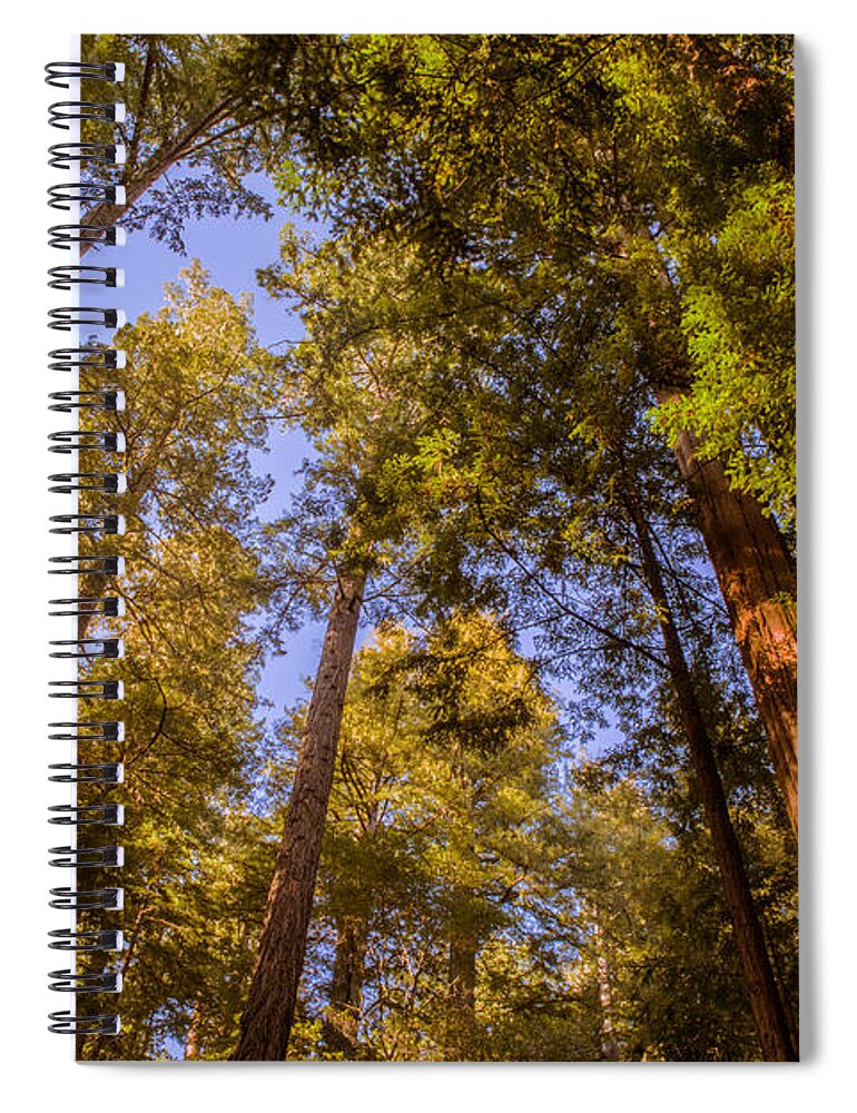 Trees Spiral Notebook featuring the photograph The Portola Redwood Forest by Bryant Coffey
