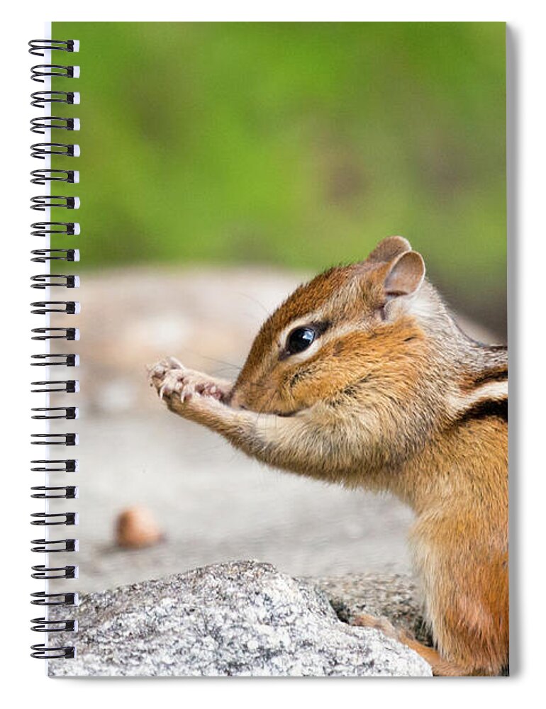 Chipmunk Prayer Praying Religious Rodent Cute Funny Outside Outdoors Nature Wildlife Wild Life Ma Mass Massachusetts Brian Hale Brianhalephoto Critter Furry Fuzzy Close Up Closeup Close-up Spiral Notebook featuring the photograph The Praying Chipmunk by Brian Hale