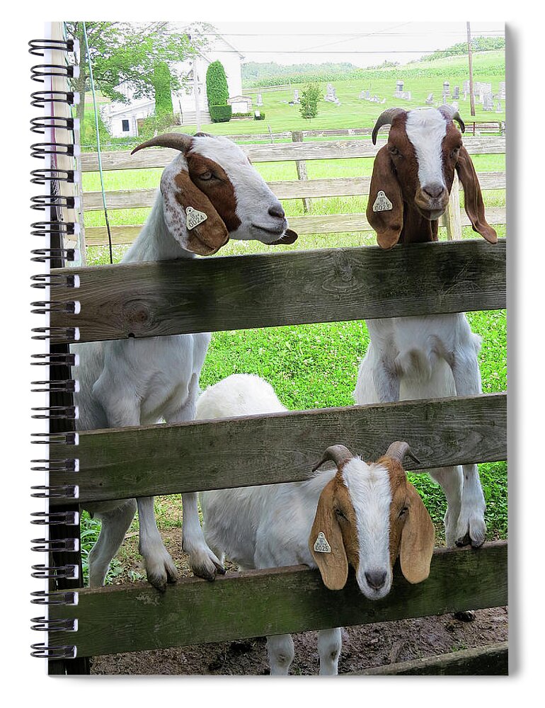 Goats Spiral Notebook featuring the photograph The Real Three Billy Goats Gruff by Linda Stern