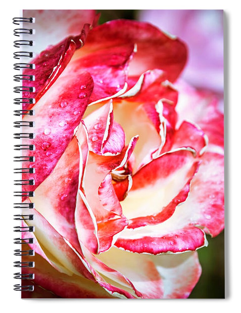 Chile Spiral Notebook featuring the photograph The Rose by Andrew Matwijec