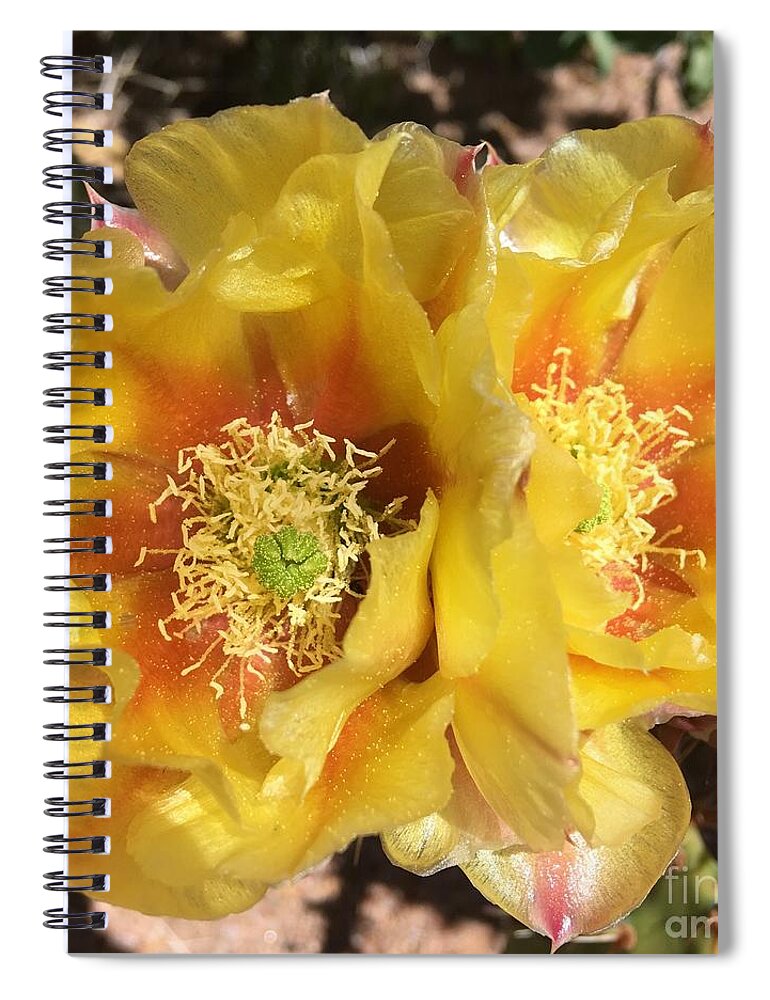 Cactus Flower Spiral Notebook featuring the photograph The Secrets of a Cactus by Pamela Henry