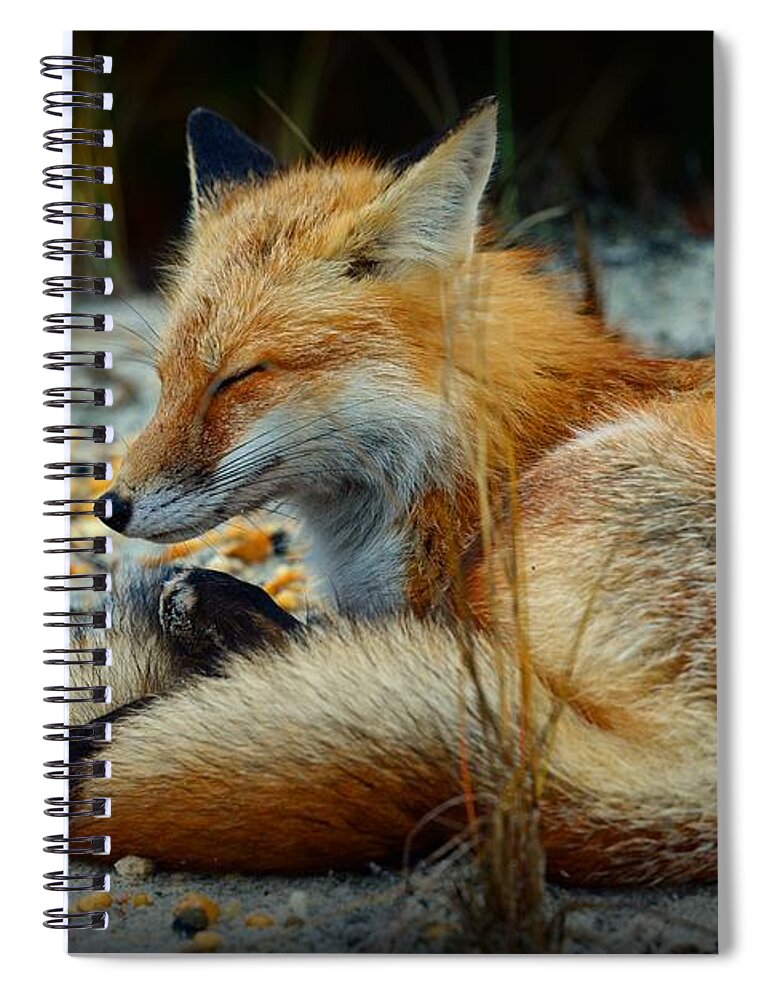 Paul Ward Spiral Notebook featuring the photograph The Sleepy Fox by Paul Ward