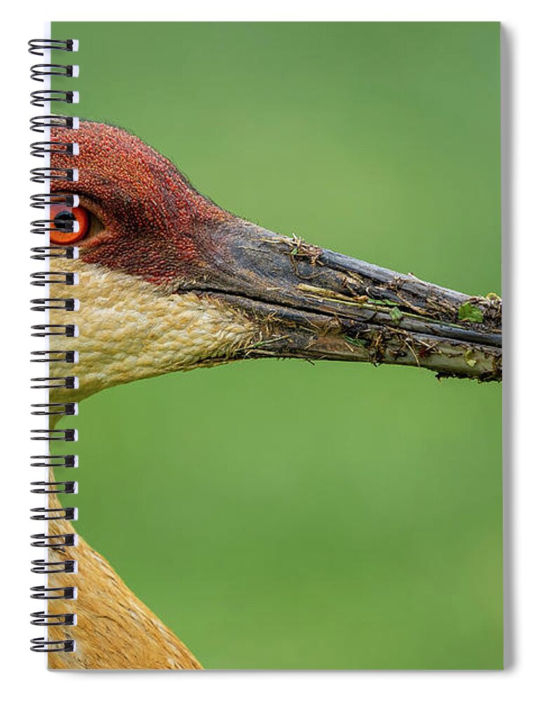 Eye Spiral Notebook featuring the photograph The Stare by Brad Bellisle