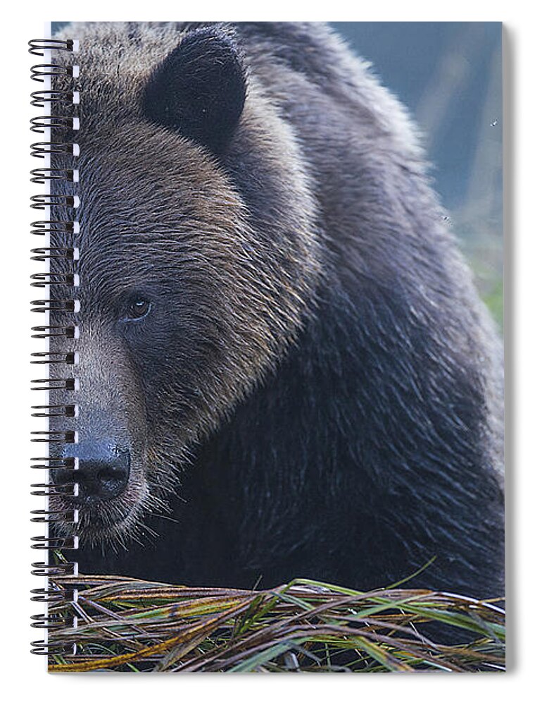 Bear Spiral Notebook featuring the photograph The Stare Down by Bill Cubitt