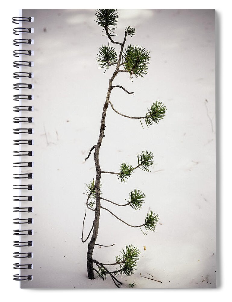 Forest Spiral Notebook featuring the photograph The Start Of A Forest Giant by James BO Insogna