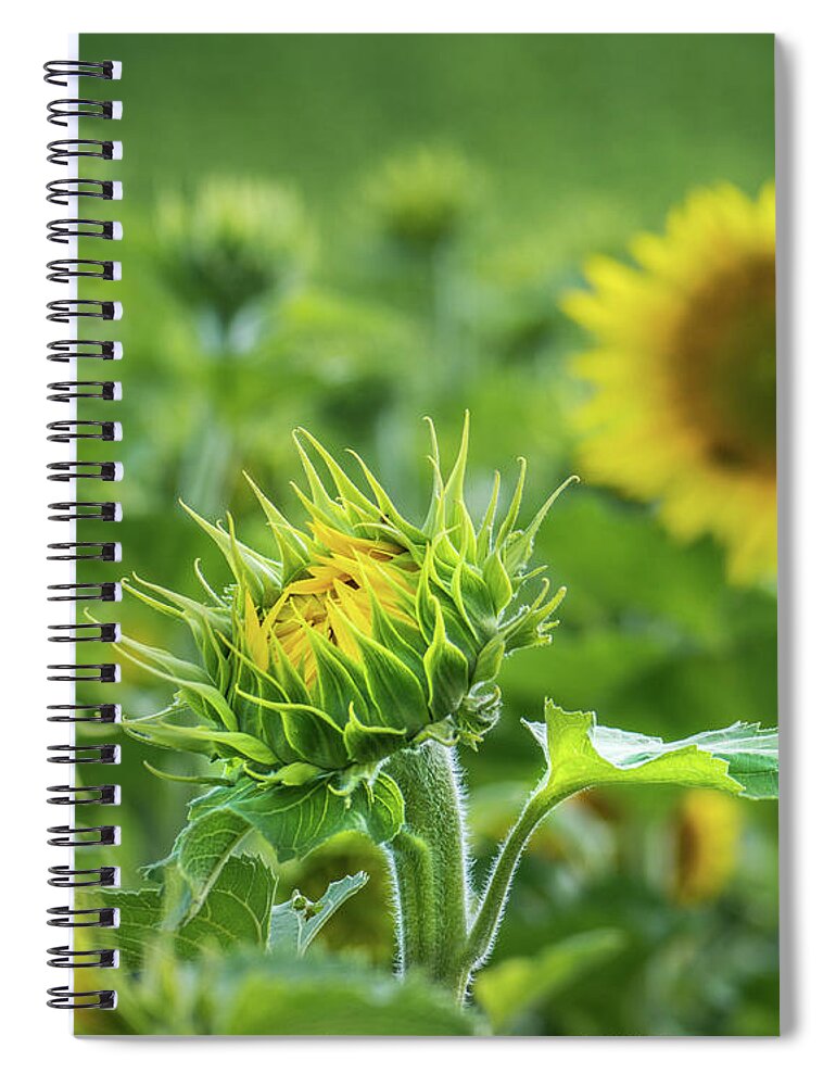 Sunflower Spiral Notebook featuring the photograph The Start Of Something Big by Bill Pevlor