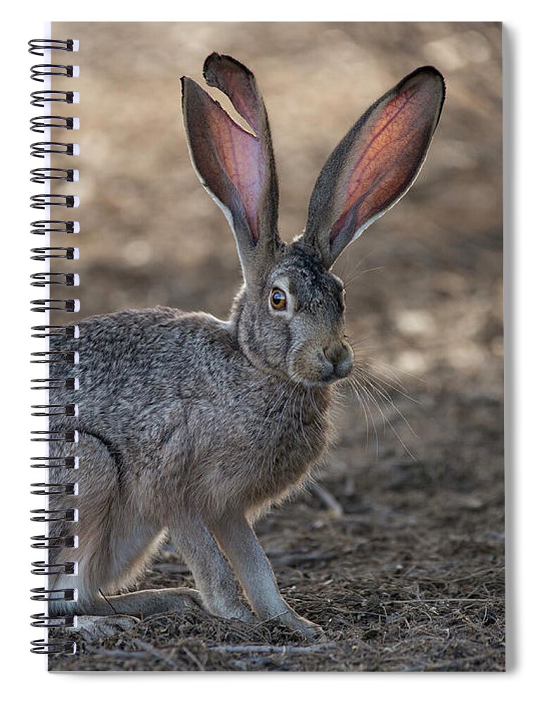 Jackrabbit Spiral Notebook featuring the photograph The Tale of a Jackrabbit by Sue Cullumber
