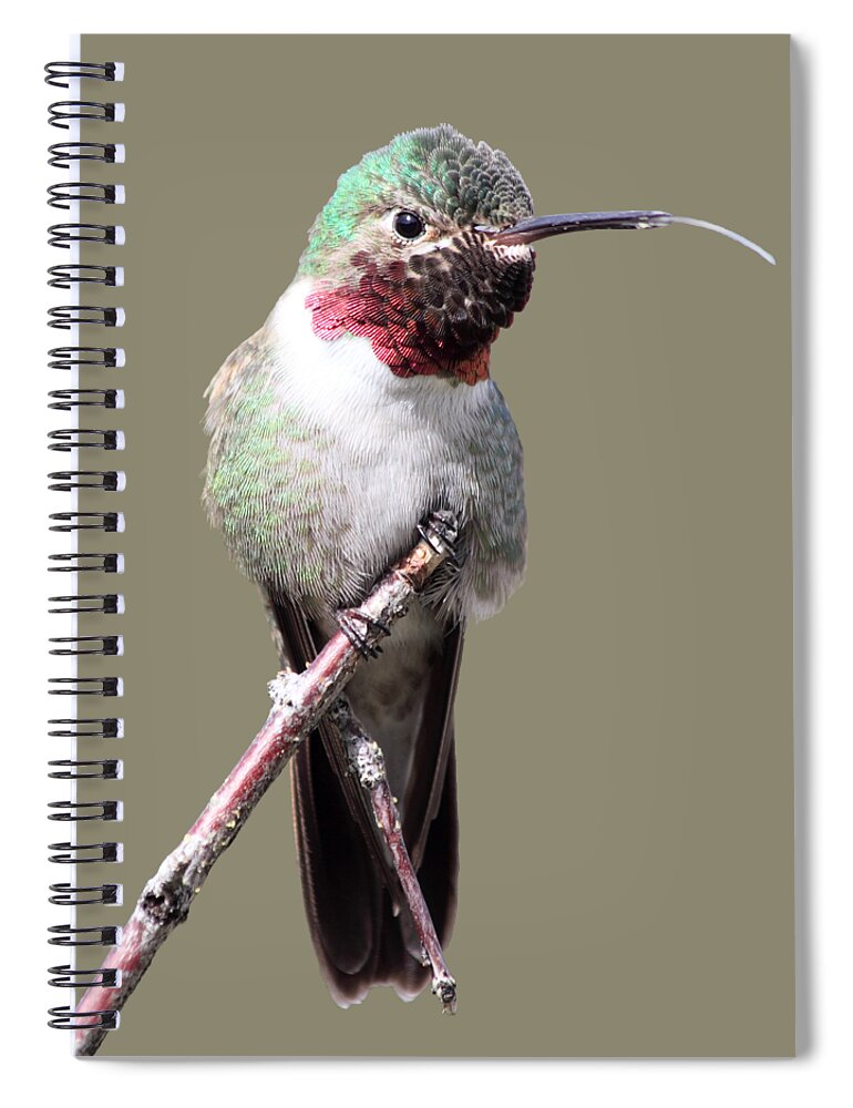 Humming-bird Spiral Notebook featuring the photograph The Taste Of Air by Shane Bechler