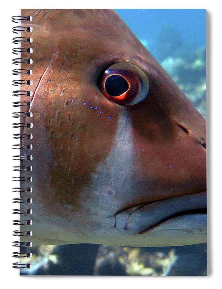 Underwater Spiral Notebook featuring the photograph The Tear of a Dog Snapper by Daryl Duda