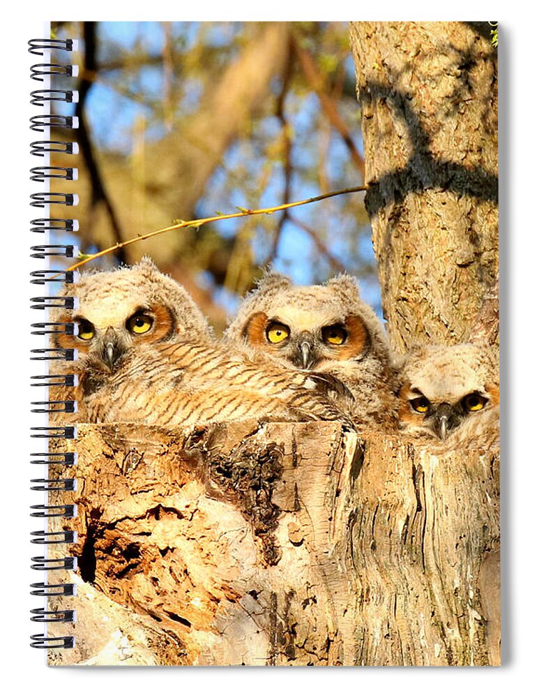 Oneness Spiral Notebook featuring the photograph The three musketeers by Heather King