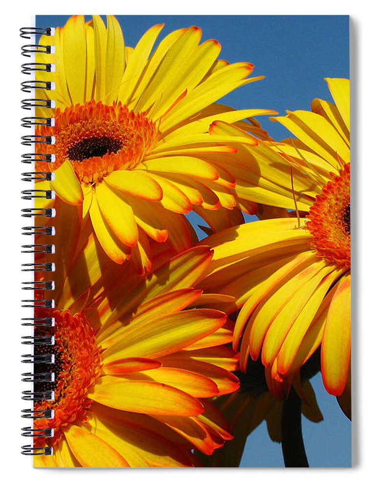 Sun Stars Spiral Notebook featuring the photograph The Three Tenors by Juergen Roth