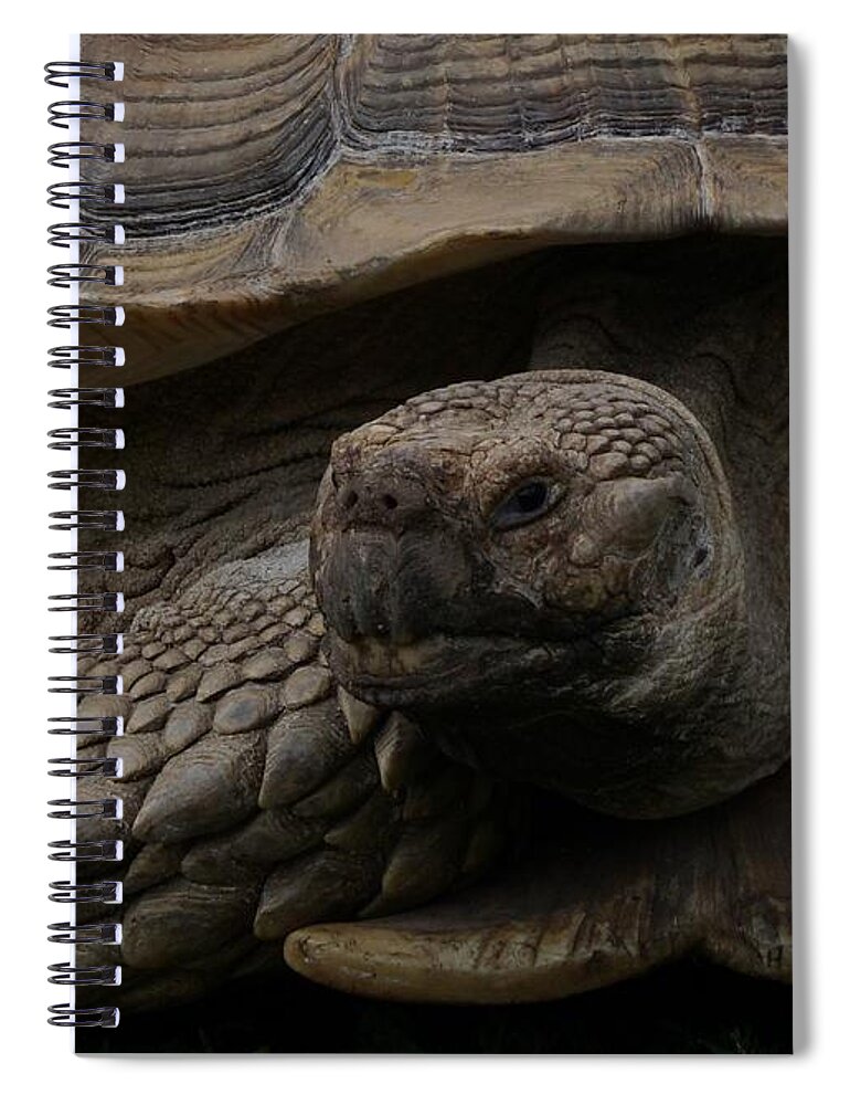 Tortoise Spiral Notebook featuring the photograph The Tortoise by Ernest Echols