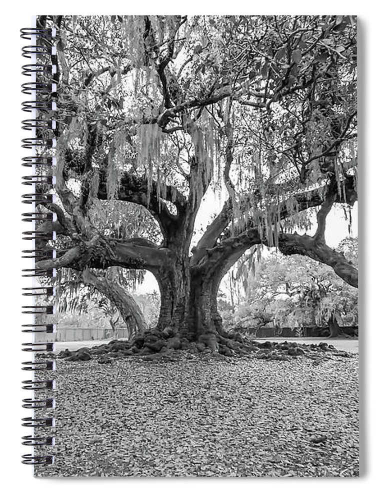 New Orleans Spiral Notebook featuring the photograph The Tree of Life monochrome by Steve Harrington