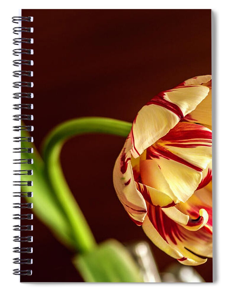 Tulip Spiral Notebook featuring the photograph The Tulip's bow by Wolfgang Stocker
