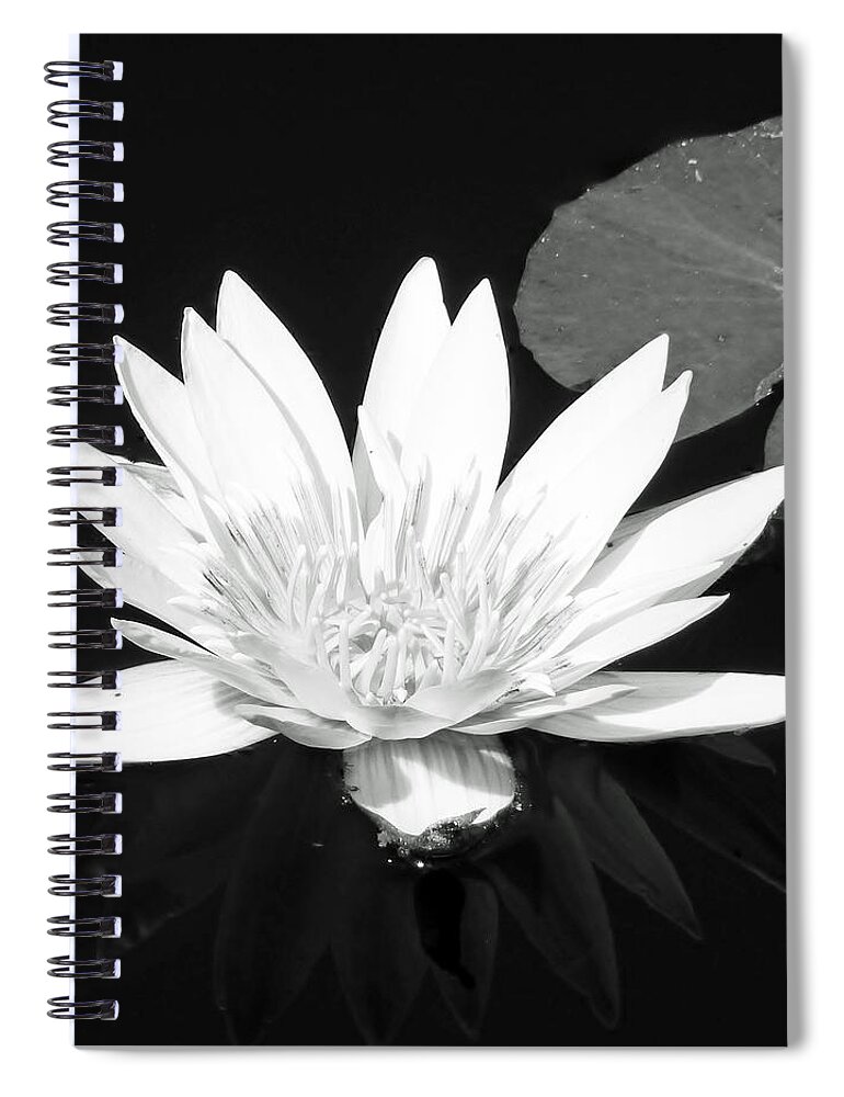 Water Lily Spiral Notebook featuring the photograph The Vintage Lily II by Melanie Moraga
