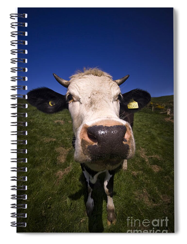 Cow Spiral Notebook featuring the photograph The wideangled cow by Ang El