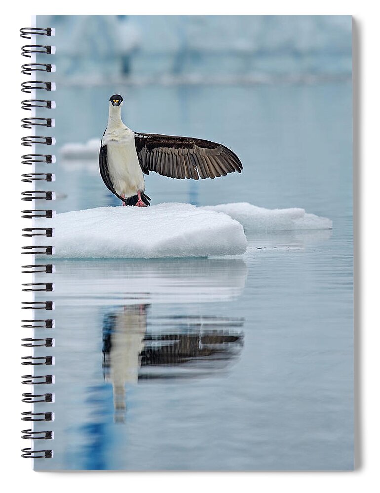 Antarctic Shag Spiral Notebook featuring the photograph This Way by Tony Beck