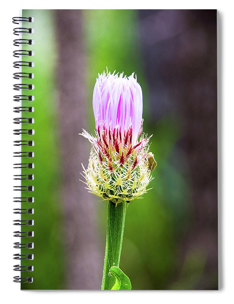Canyon Spiral Notebook featuring the photograph Thistle in the Canyon by Adam Reinhart