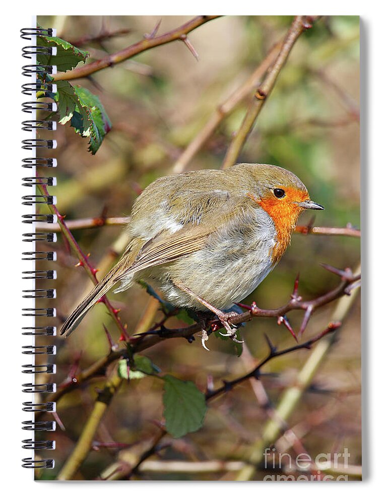 Donegal On Your Wall Spiral Notebook featuring the photograph Thorny Issue European Robin Donegal by Eddie Barron