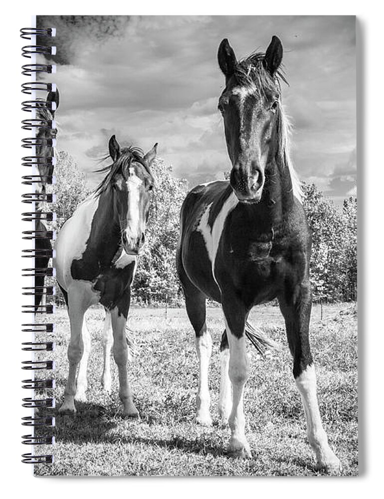 Horses Spiral Notebook featuring the photograph Three Amigos by Holly Ross