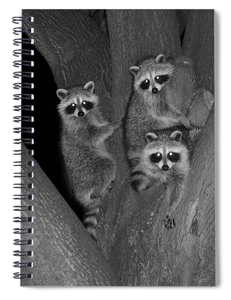 Nature Spiral Notebook featuring the photograph Three Baby Raccoons by Marlin and Laura Hum