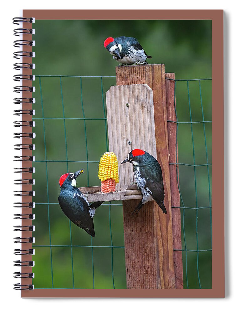Mark Miller Photos Spiral Notebook featuring the photograph Three Backyard Woodpeckers by Mark Miller