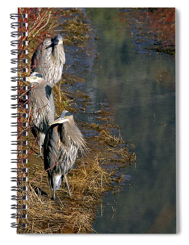 Three Herons At The Waters Edge Spiral Notebook featuring the photograph Three Herons at the Waters Edge by Sharon Talson