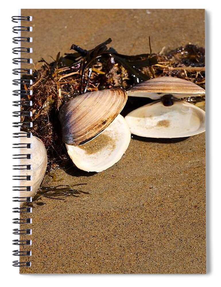 Quahog Shell Spiral Notebook featuring the photograph Three Little Shells by Elizabeth Dow