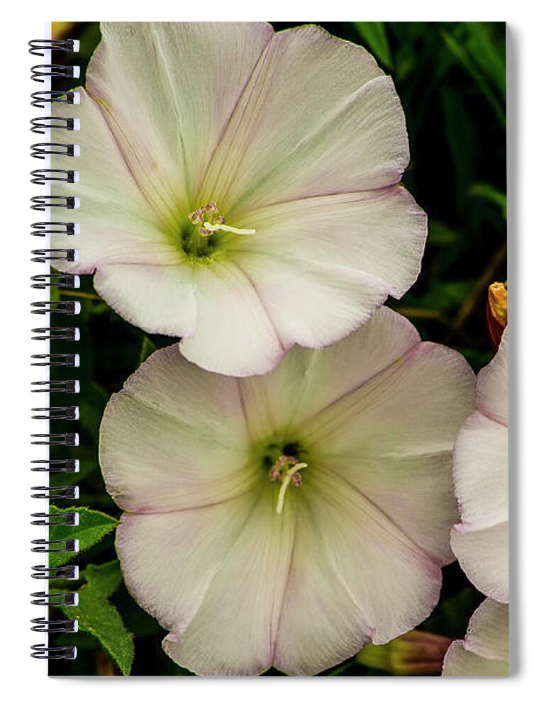 Photography Spiral Notebook featuring the photograph Three of a kind by Steven Clark