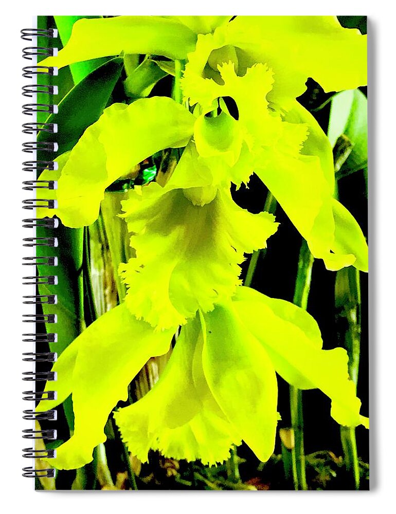 #three #orchids #yellow #flowersofaloha #flowerpower #flowers #aloha #2017 #hiloorchidshow Spiral Notebook featuring the photograph Three Orchids in Yellow by Joalene Young