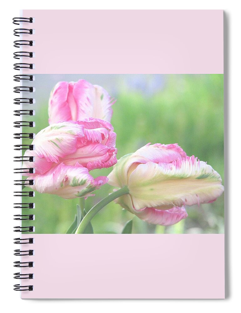 Pink Parrot Tulips Spiral Notebook featuring the photograph Three Sisters by Angela Davies