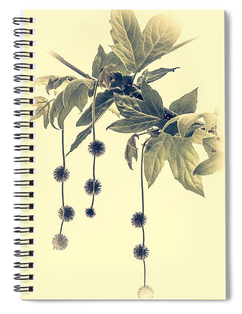 London Plane Spiral Notebook featuring the photograph Three by Susan Eileen Evans
