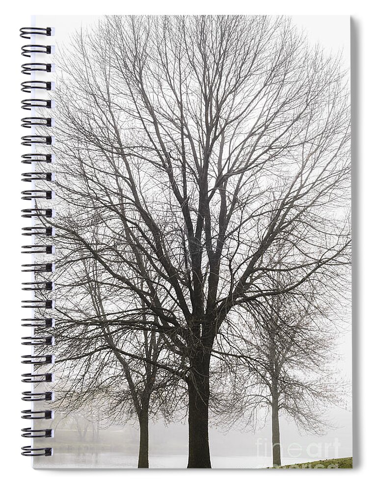 Trees Spiral Notebook featuring the photograph Three Trees In Fog by Tamara Becker