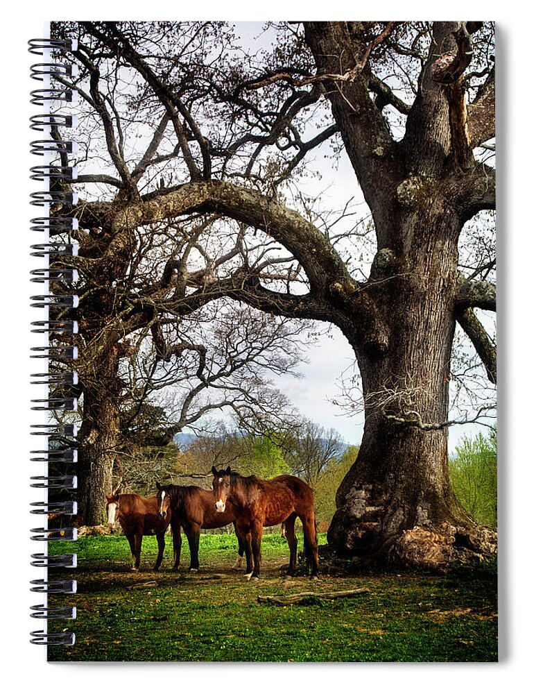 Horses Spiral Notebook featuring the photograph Three Under A Tree by Greg and Chrystal Mimbs