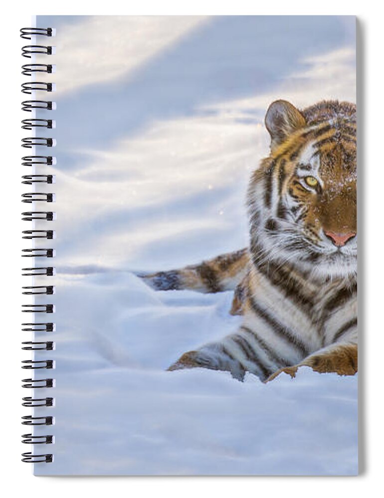Animals Spiral Notebook featuring the photograph Tiger in the Snow by Rikk Flohr