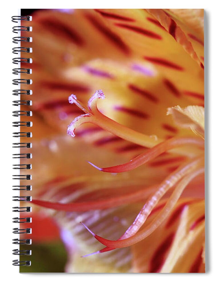Tiger Lily Spiral Notebook featuring the photograph Tiger Lily Abstract by Angela Murdock